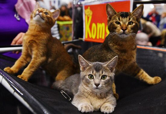 KoShariki Cat Show and kitten sale in Moscow