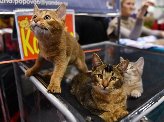 KoShariki Cat Show and kitten sale in Moscow
