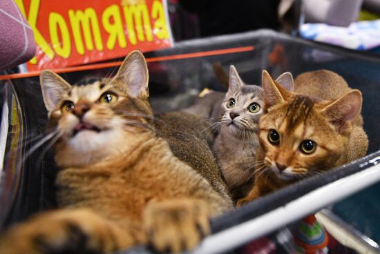 KoShariki Cat Show and kitten sale in Moscow