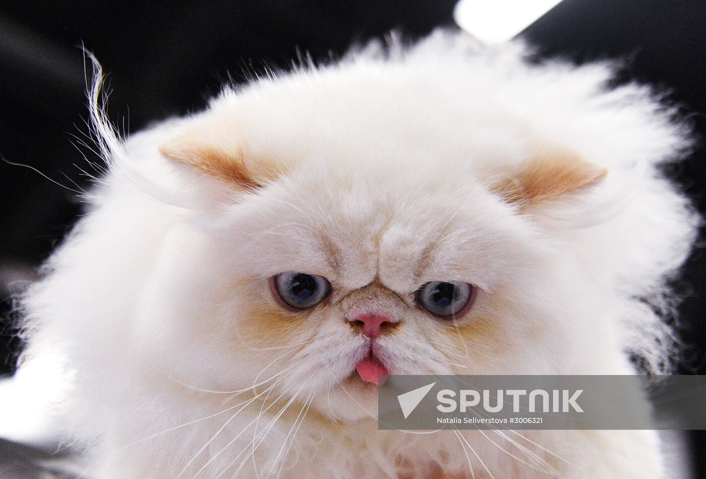 KoShariki Cat Show and kitten sale in Moscow