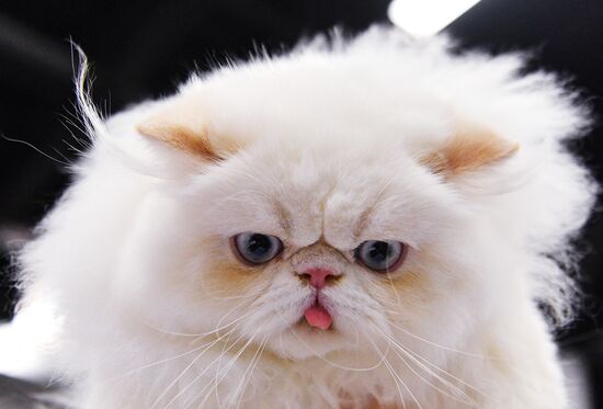 KoShariki Cat Show and kitten sale in Moscow