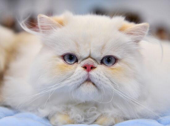 KoShariki Cat Show and kitten sale in Moscow