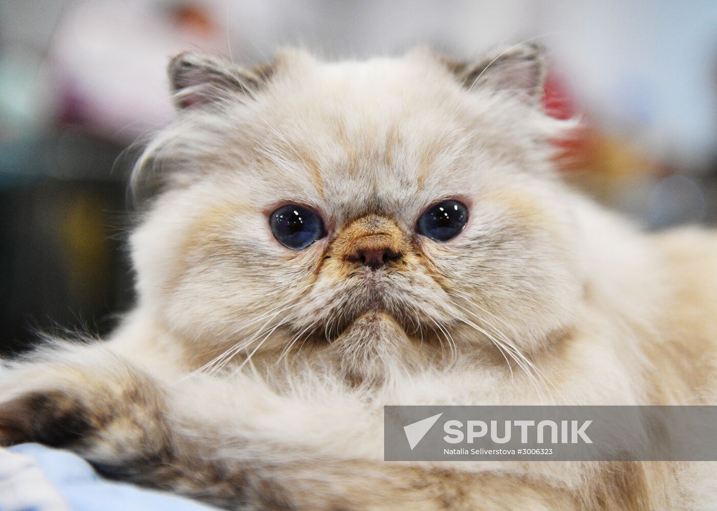 KoShariki Cat Show and kitten sale in Moscow