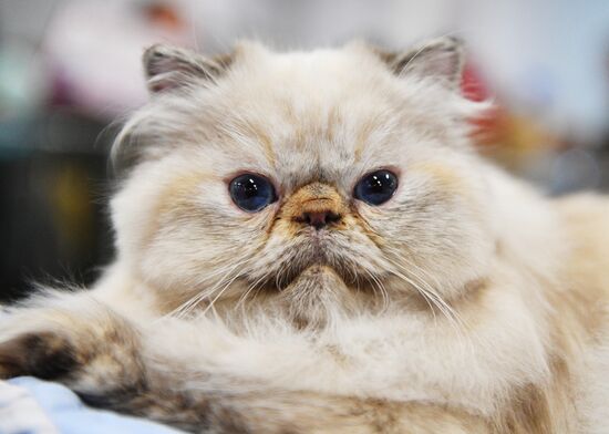 KoShariki Cat Show and kitten sale in Moscow