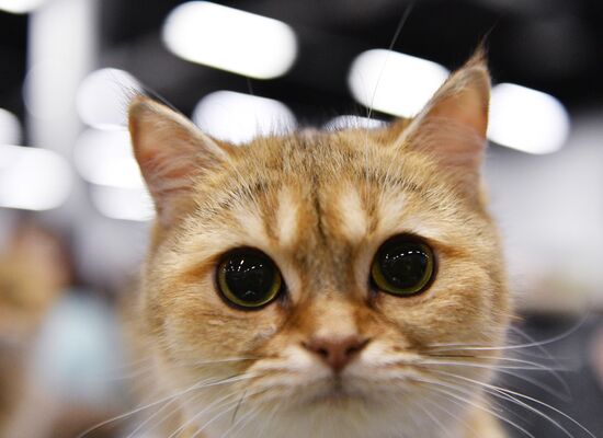 KoShariki Cat Show and kitten sale in Moscow