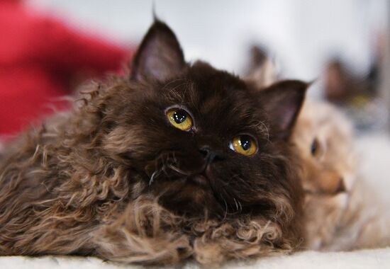 KoShariki Cat Show and kitten sale in Moscow