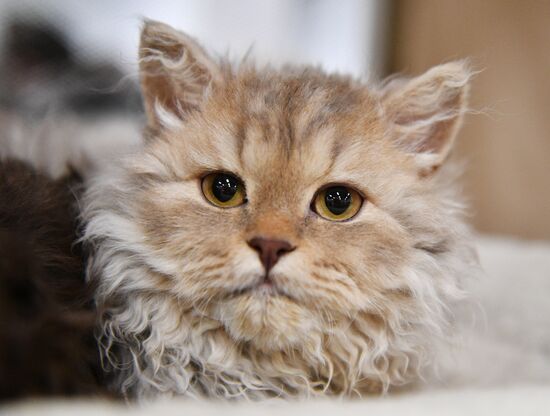 KoShariki Cat Show and kitten sale in Moscow
