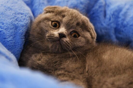 KoShariki Cat Show and kitten sale in Moscow