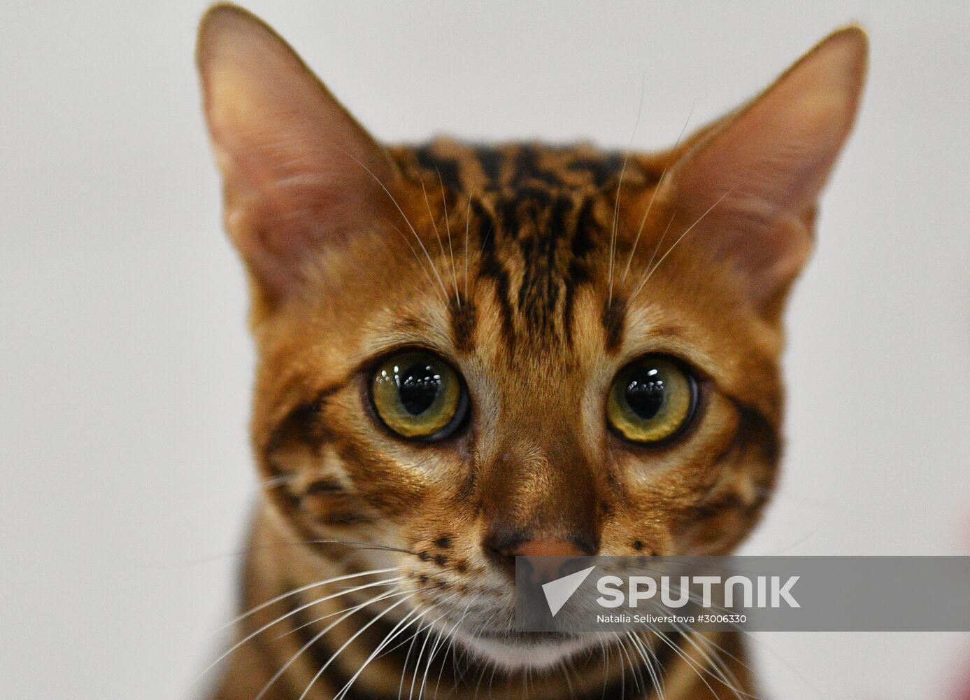 KoShariki Cat Show and kitten sale in Moscow