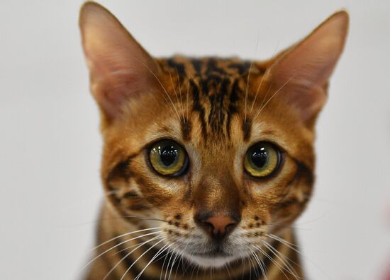 KoShariki Cat Show and kitten sale in Moscow