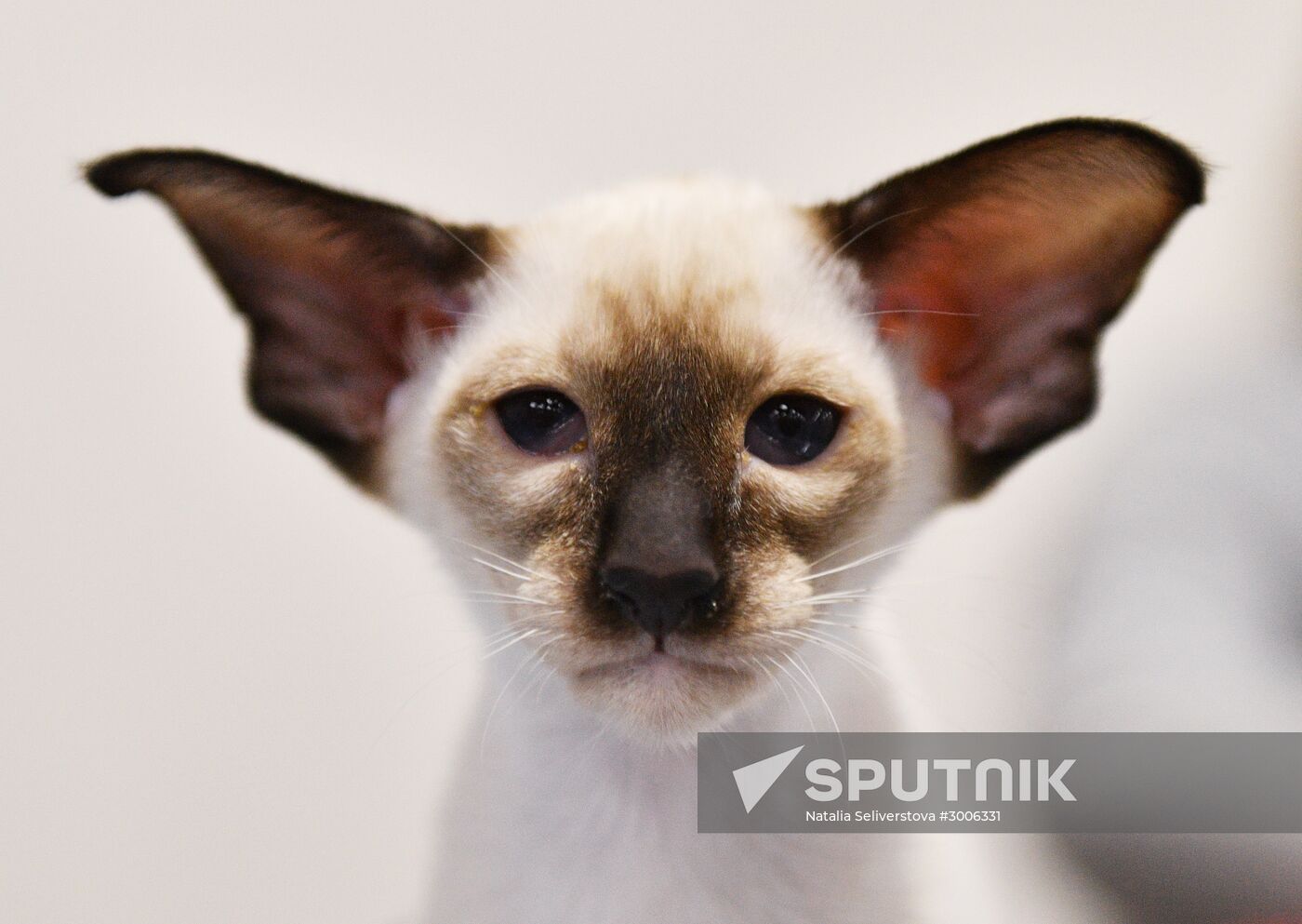 KoShariki Cat Show and kitten sale in Moscow