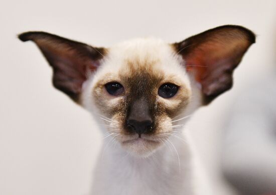 KoShariki Cat Show and kitten sale in Moscow