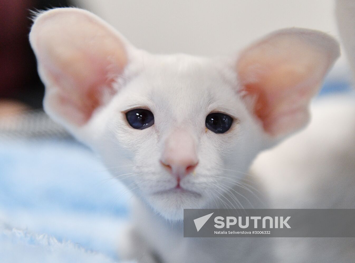 KoShariki Cat Show and kitten sale in Moscow