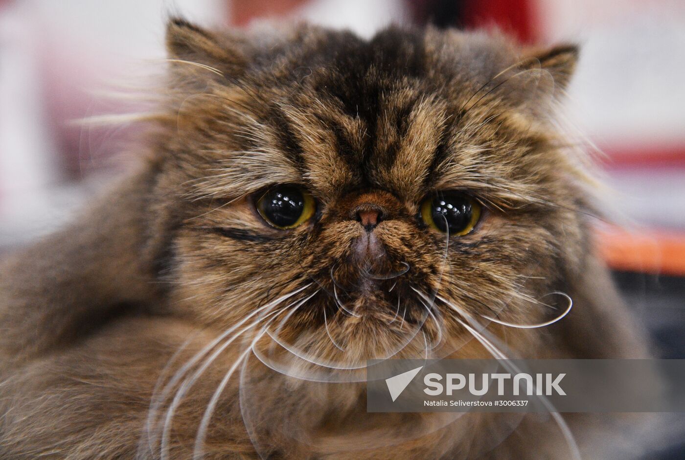 KoShariki Cat Show and kitten sale in Moscow