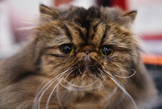 KoShariki Cat Show and kitten sale in Moscow