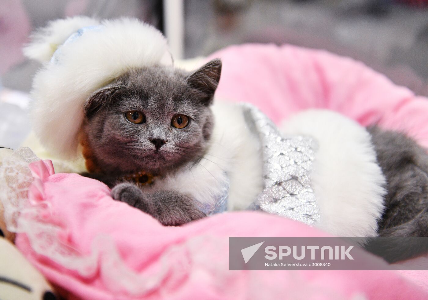 KoShariki Cat Show and kitten sale in Moscow