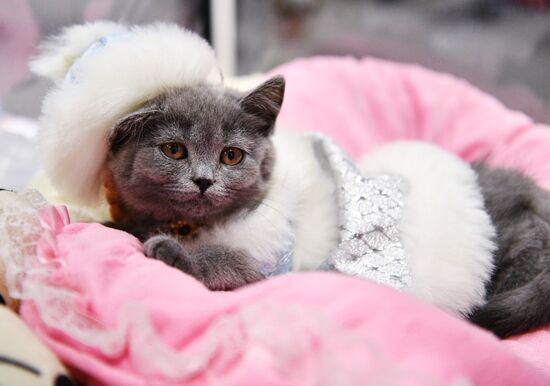 KoShariki Cat Show and kitten sale in Moscow