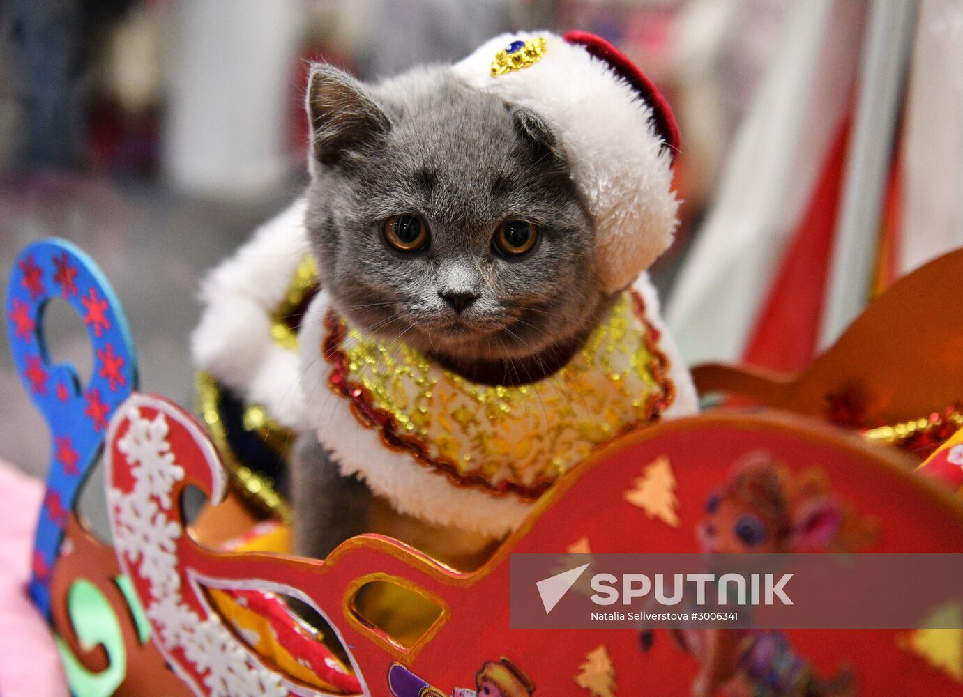 KoShariki Cat Show and kitten sale in Moscow