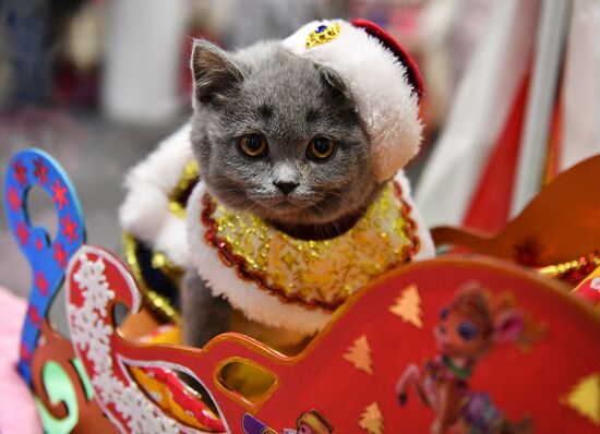 KoShariki Cat Show and kitten sale in Moscow