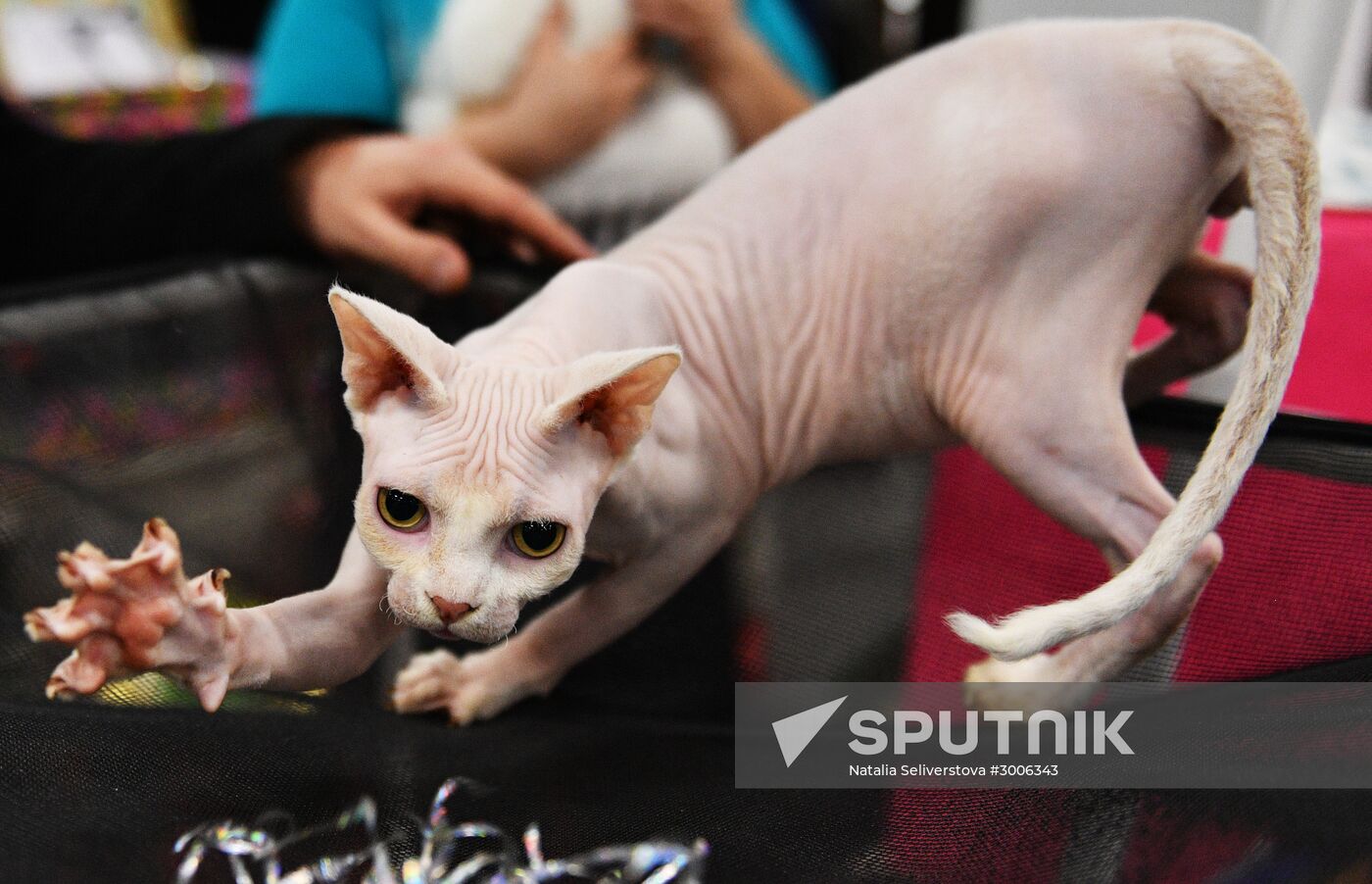 KoShariki Cat Show and kitten sale in Moscow
