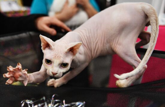 KoShariki Cat Show and kitten sale in Moscow
