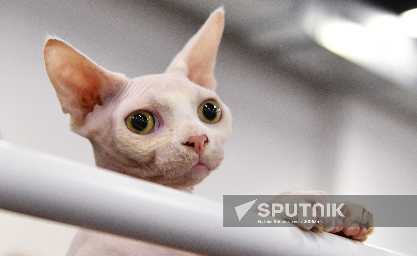 KoShariki Cat Show and kitten sale in Moscow