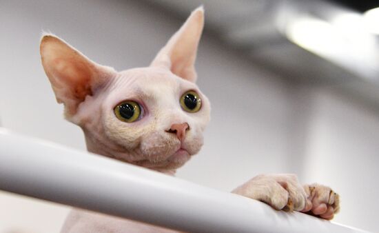 KoShariki Cat Show and kitten sale in Moscow