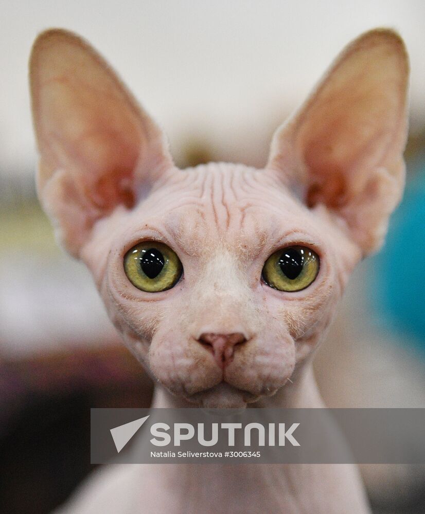KoShariki Cat Show and kitten sale in Moscow