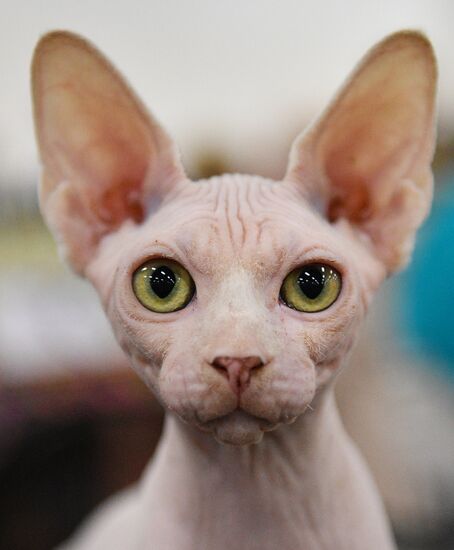 KoShariki Cat Show and kitten sale in Moscow
