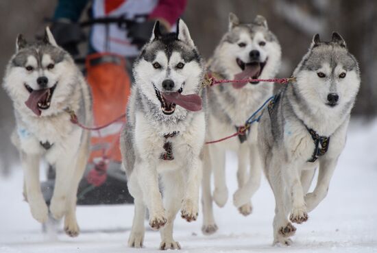 Christmas Ride 2017 sleddog competition in Novosibirsk Region