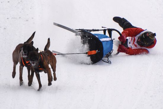 Christmas Ride 2017 sleddog competition in Novosibirsk Region