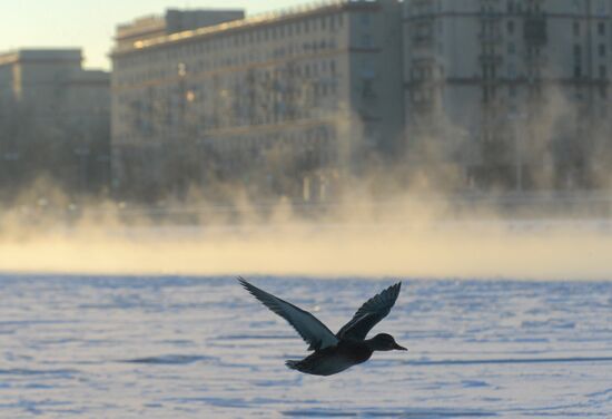 Freezing temperatures in Moscow