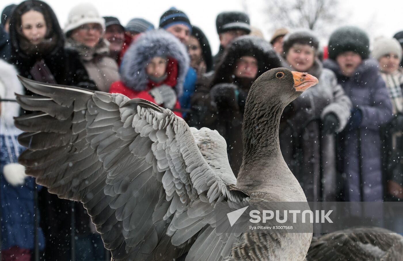 Goose fights in Voronezh Region