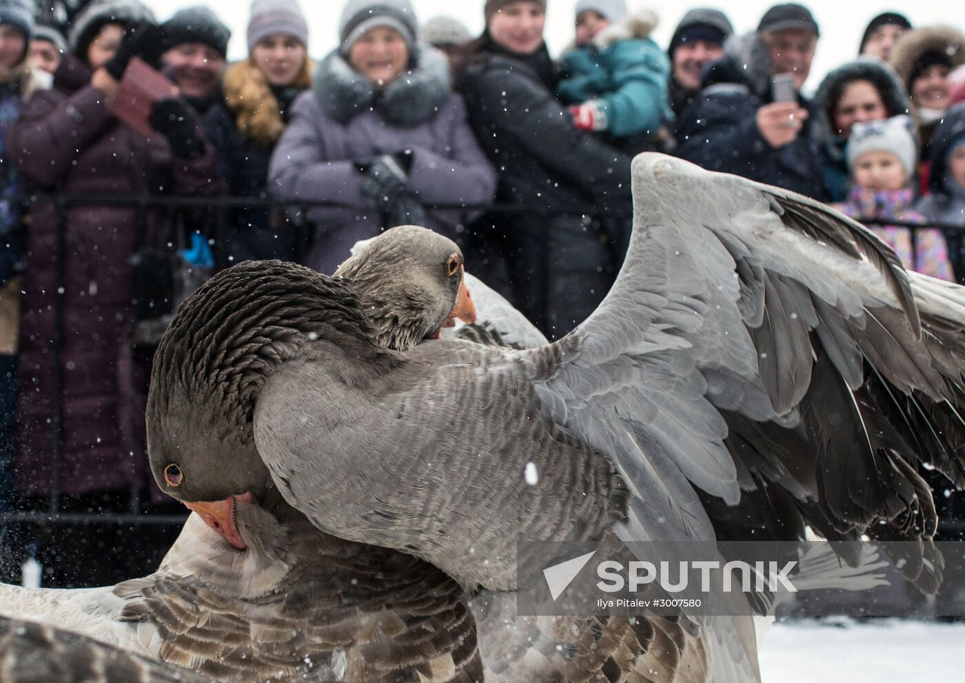 Goose fights in Voronezh Region
