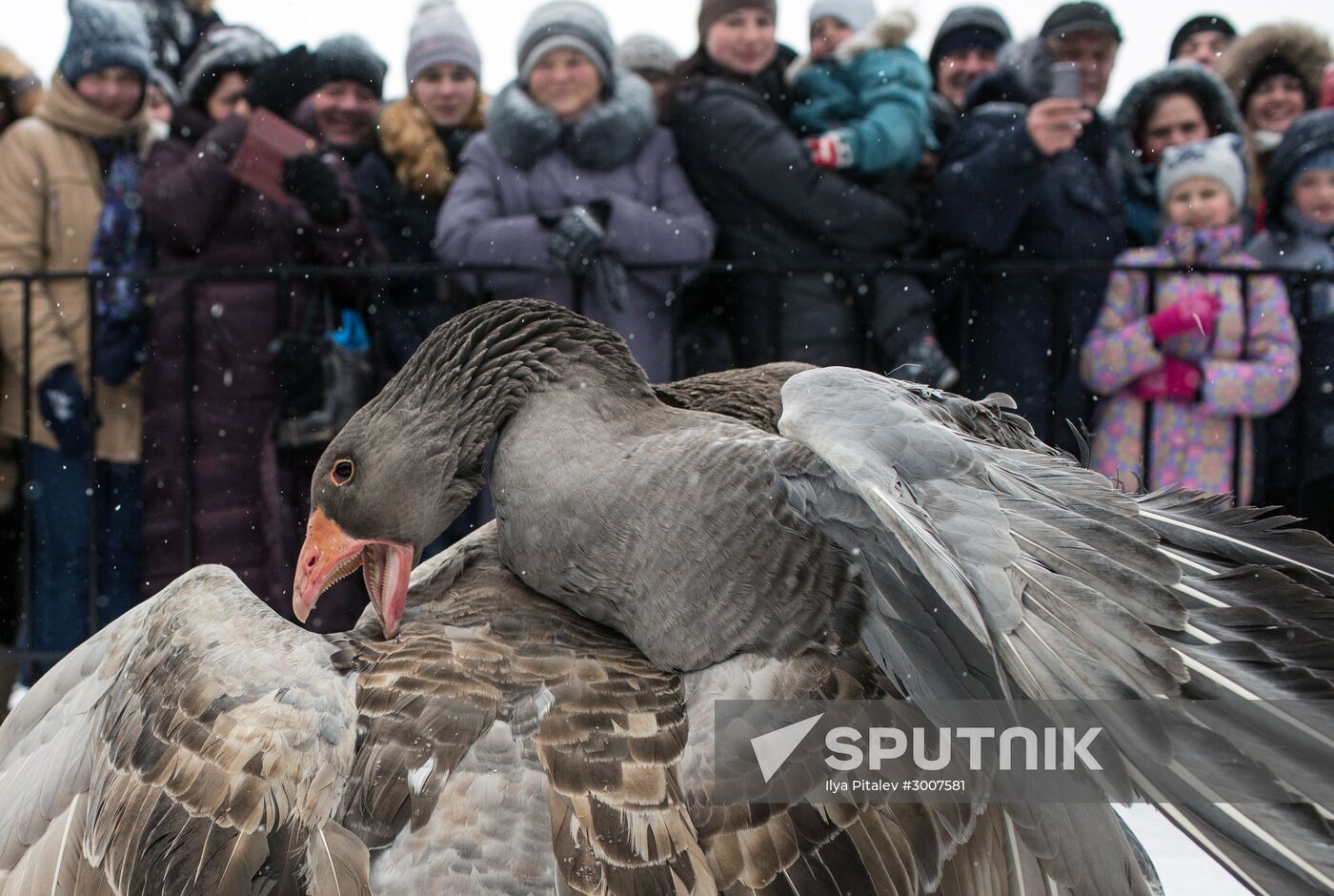 Goose fighting in Voronezh Region