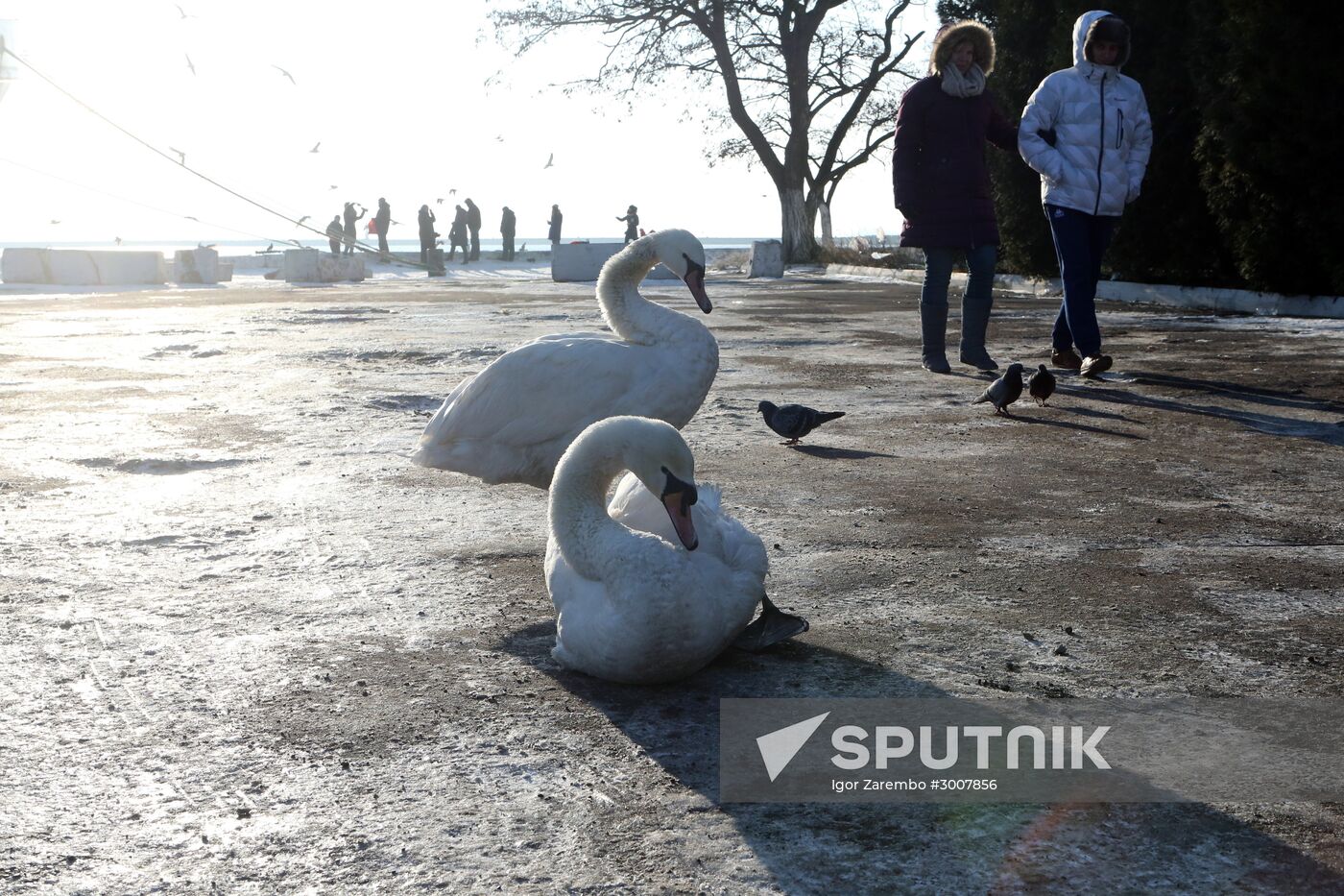 Swans in Baltiysk's harbor