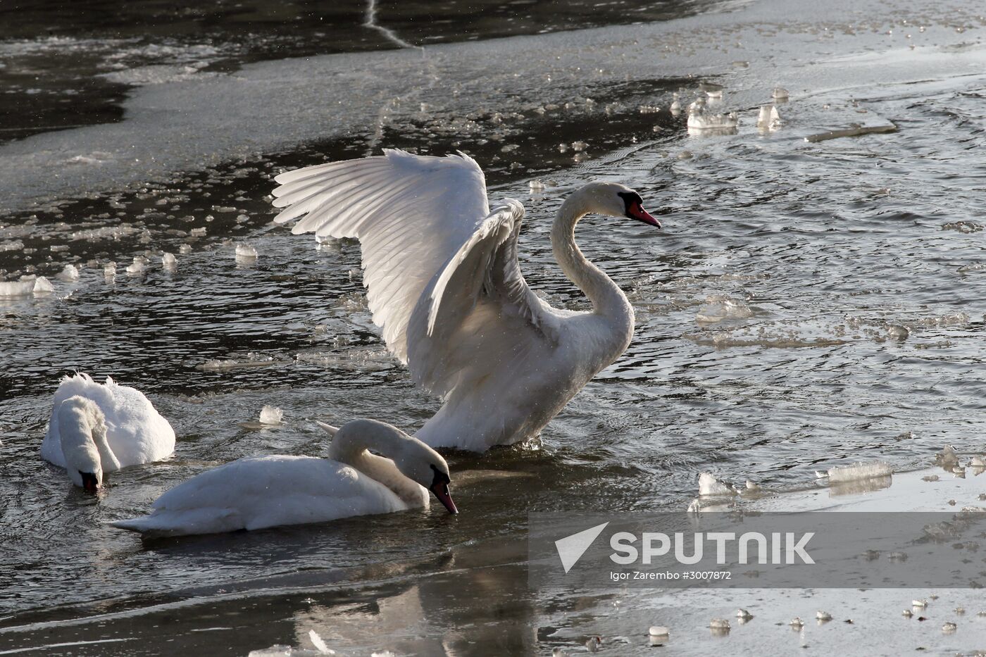 Swans in Baltiysk's harbor