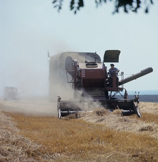 Harvest in Kuban