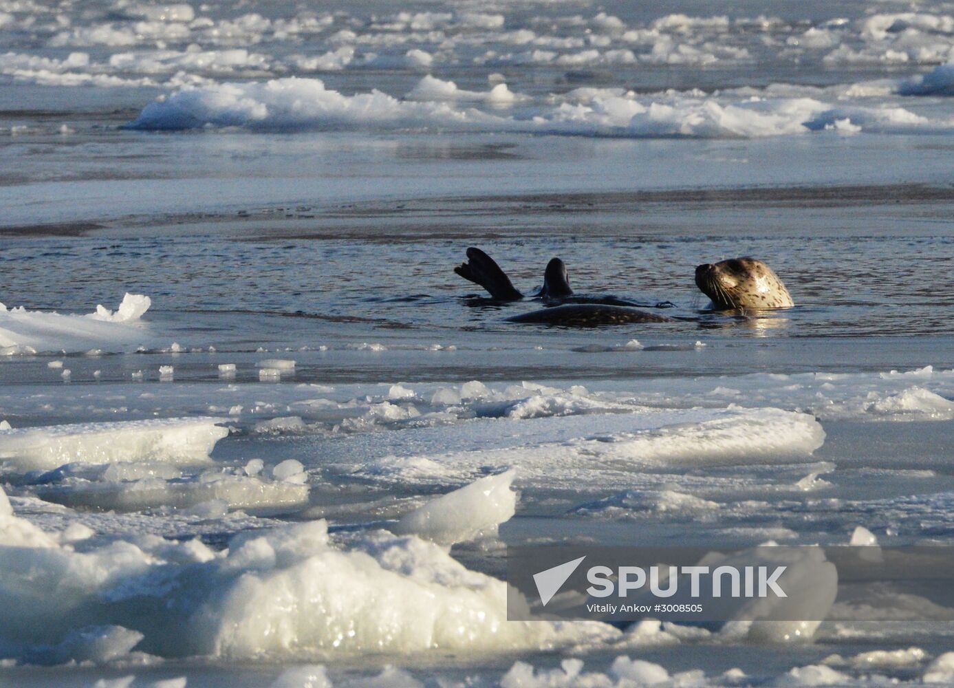 Tough ice situation in Vladivostok waters
