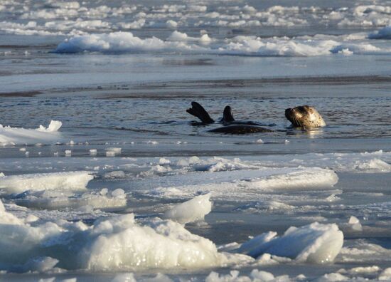 Tough ice situation in Vladivostok waters