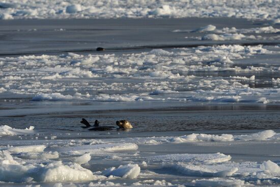 Tough ice situation in Vladivostok waters