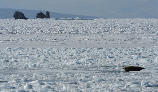 Tough ice situation in Vladivostok waters