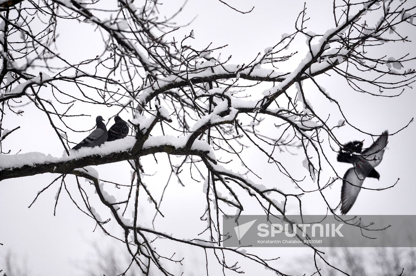 Winter in Veliky Novgorod