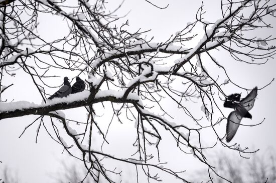 Winter in Veliky Novgorod