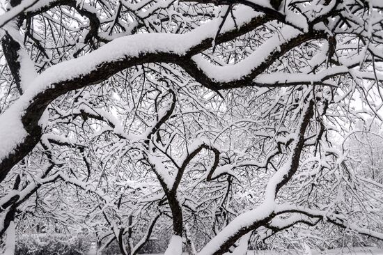 Winter in Veliky Novgorod