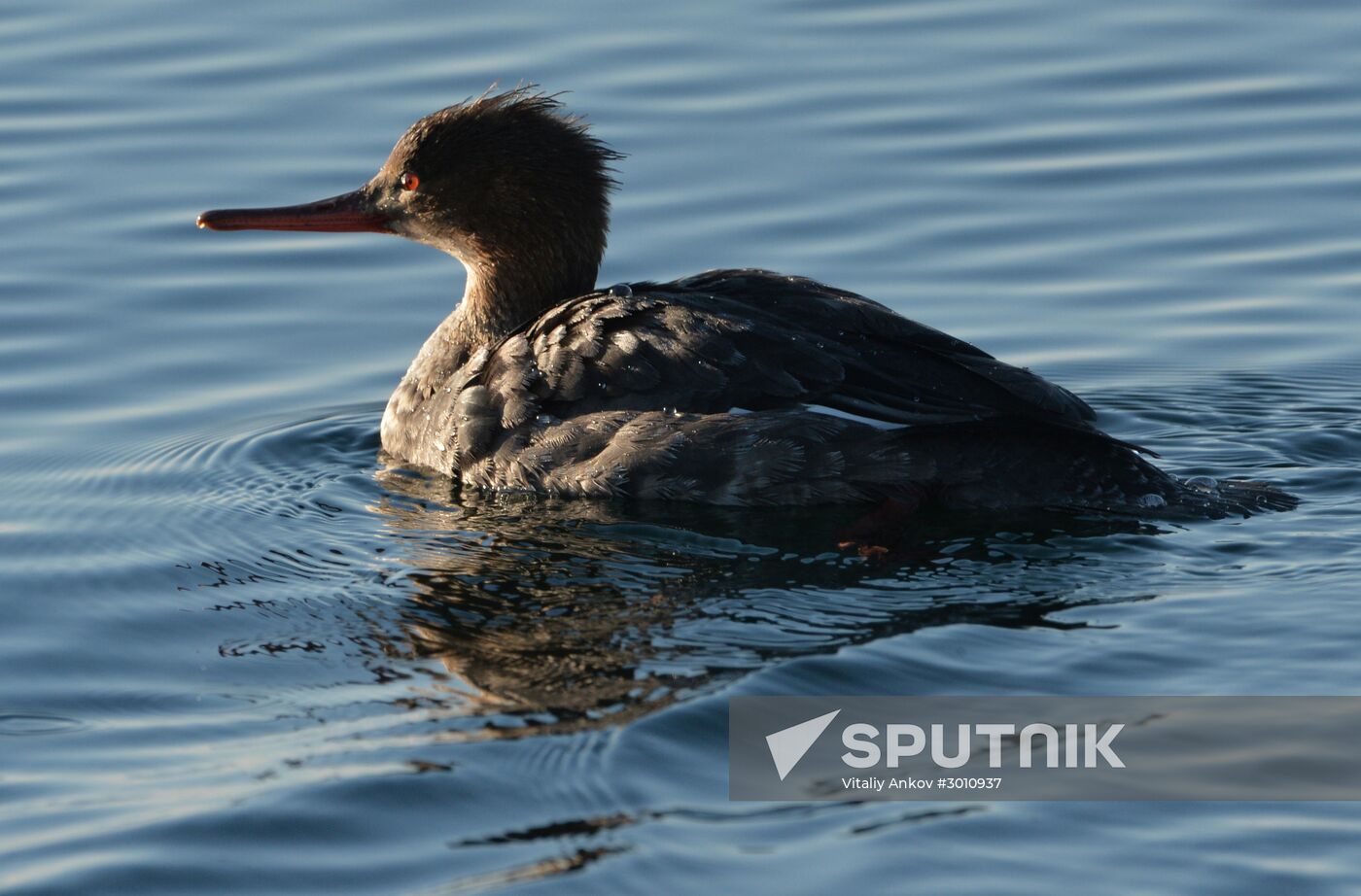 Red-breasted mergansers in Amur Bay