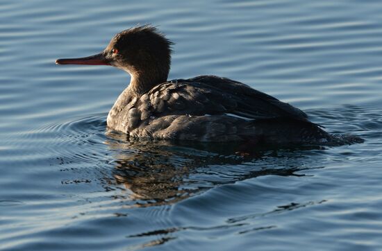 Red-breasted mergansers in Amur Bay