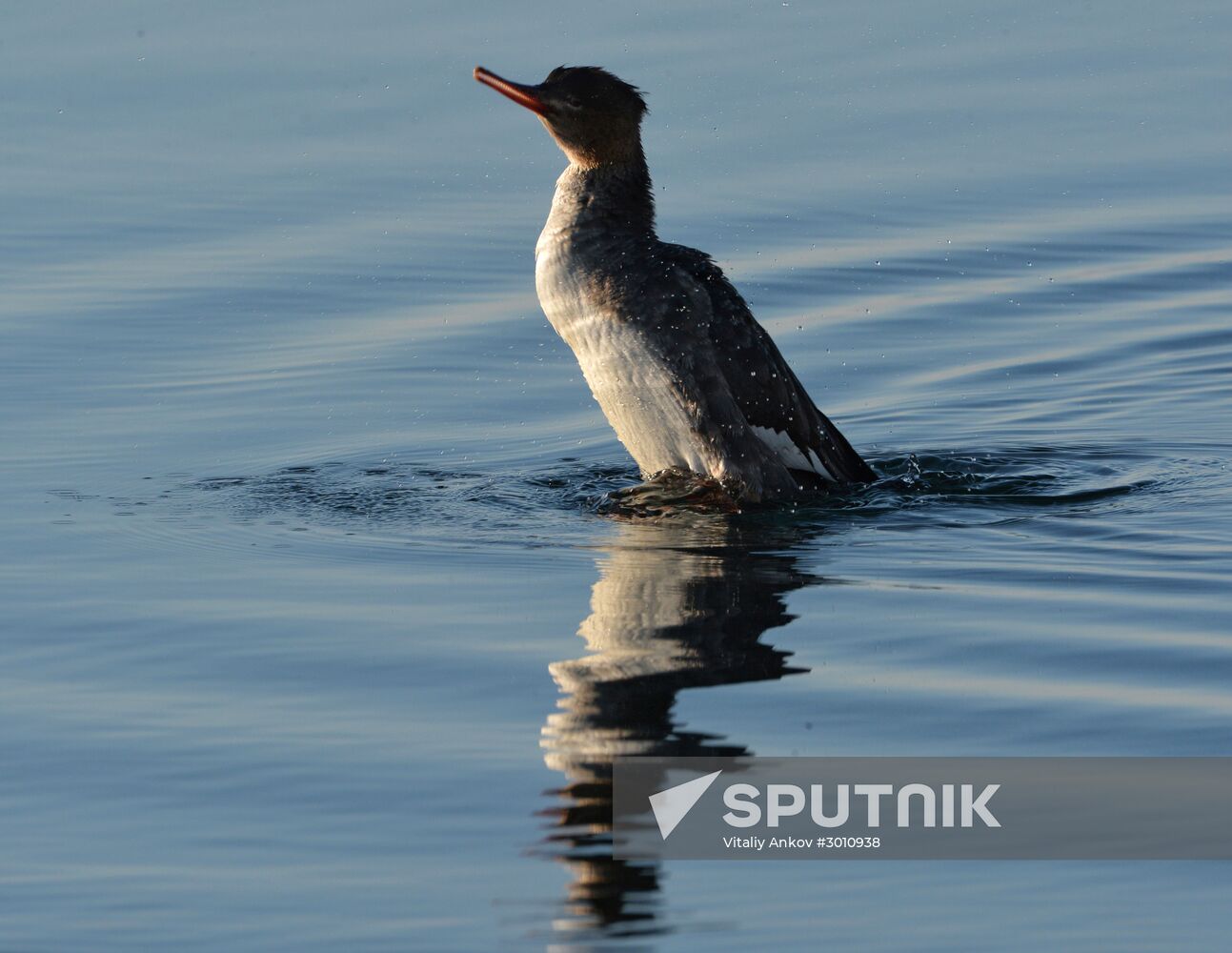 Red-breasted mergansers in Amur Bay