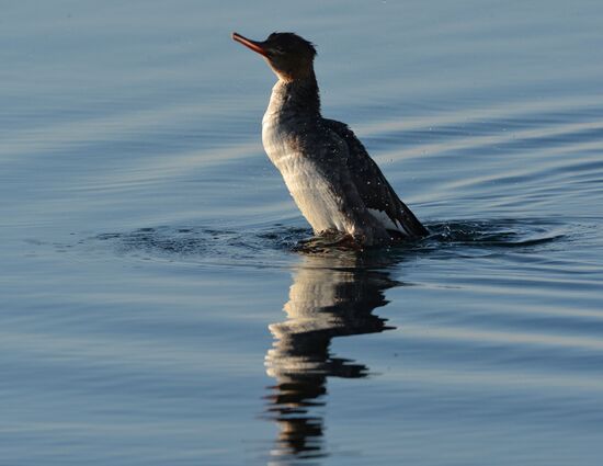 Red-breasted mergansers in Amur Bay
