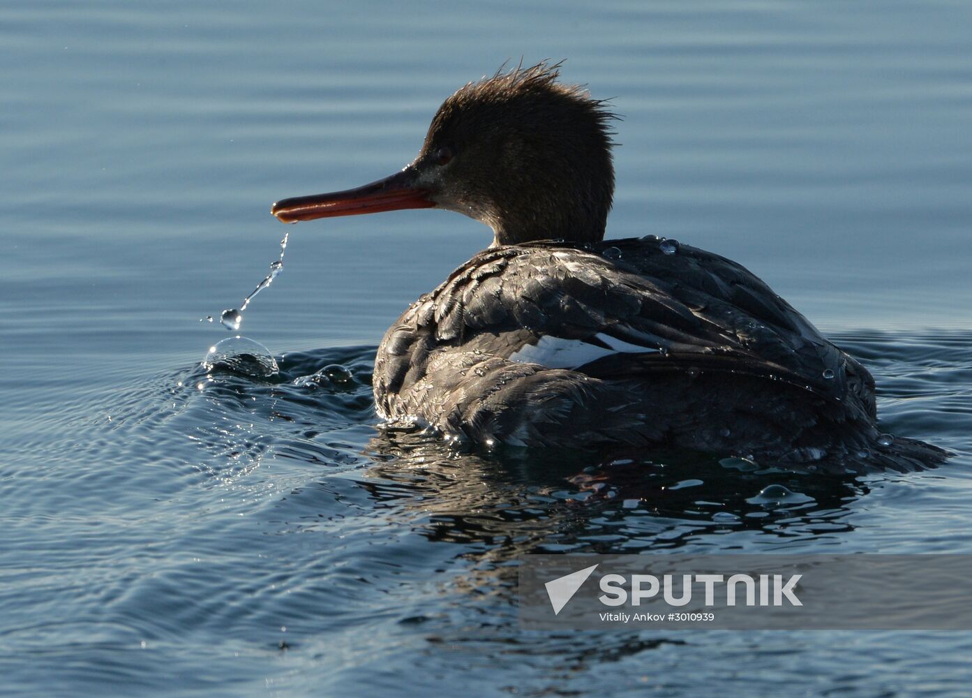 Red-breasted mergansers in Amur Bay